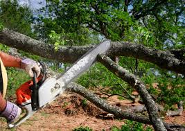 Carthage, TN Tree Services Company